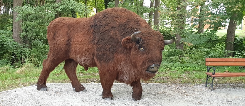 Oko w oko z żubrem. Oglądamy, nie wsiadamy