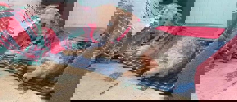 Walka o lepsze jutro dla Liska – pilnie potrzebny dom dla chorego pieska