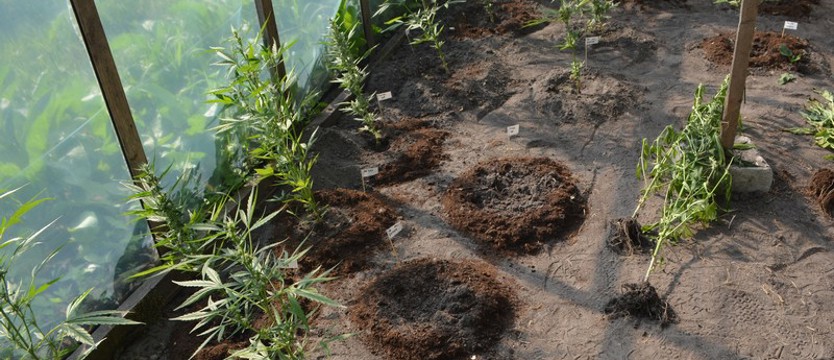 Plantacja marihuany w ogrodowym namiocie