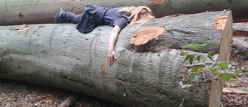 Pielęgnują puszczę siekierą. Ekolodzy: nadleśnictwo tnie najstarsze drzewa w Puszczy Bukowej