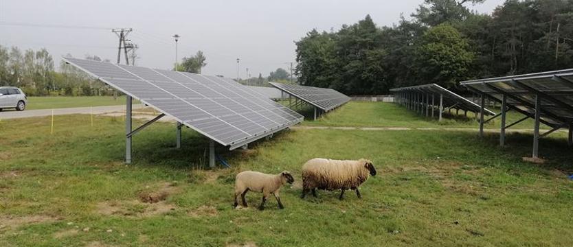 Owce między panelami