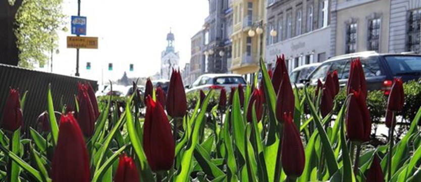 Kolorowe osiedle - nadchodzi czas tulipanów