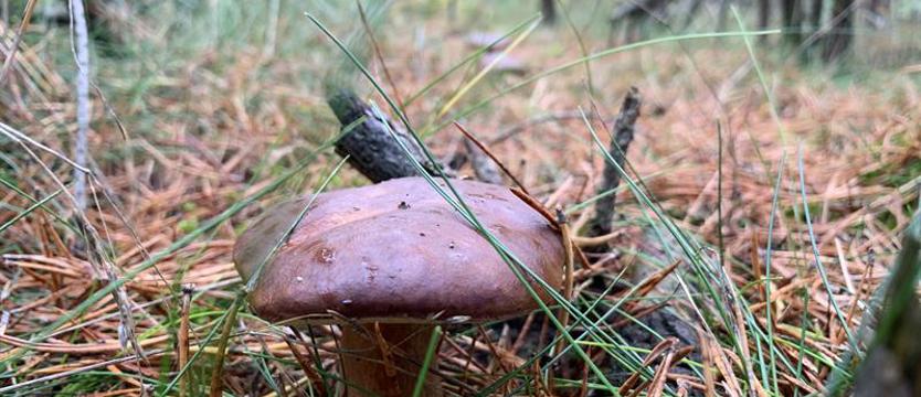 Wyszedł na grzyby i się zgubił. Dobę spędził w lesie