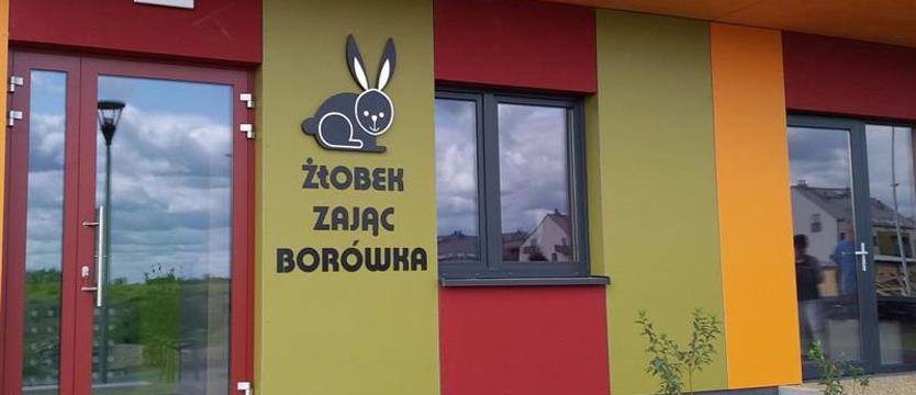 Zając Borówka czeka na maluchy. Żłobek pomoże rodzicom wrócić do pracy