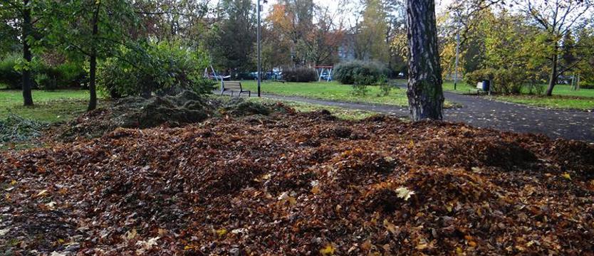 Takie standardy pielęgnacji miejskiej zieleni