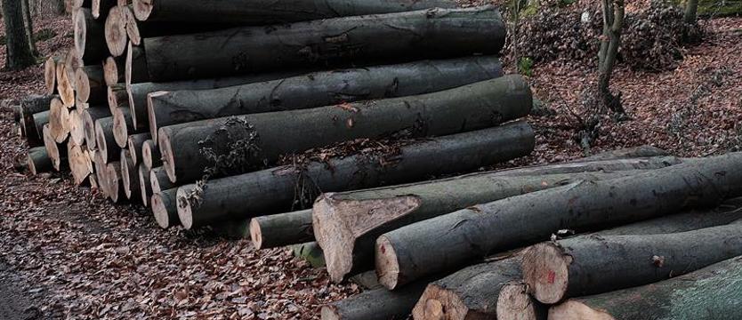 Wszystko o drewnie. Ostatni dzień zapisów