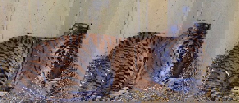 Kontrola w poznańskim zoo, które przygarnęło tygrysy
