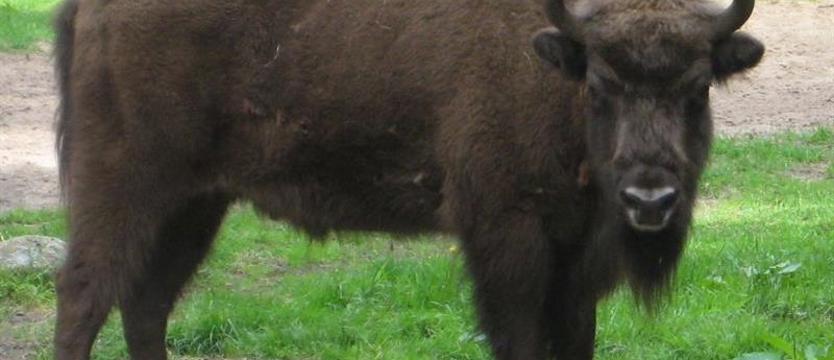 Makabryczne odkrycie. Martwy żubr z odciętą głową