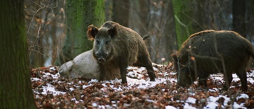 ASF u bram województwa. Rozważają odstrzał dzików