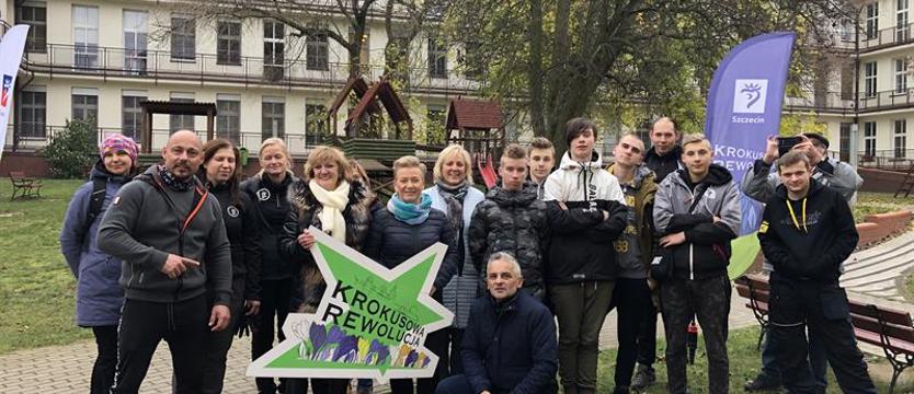 Żółte krokusy nadziei przy szpitalu