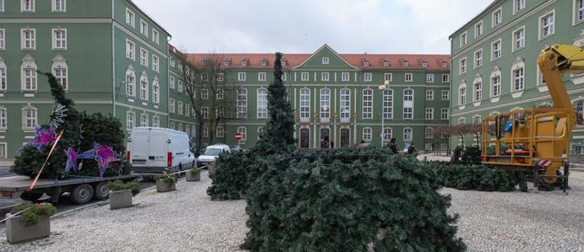 Przed szczecińskim magistratem stawiają choinkę