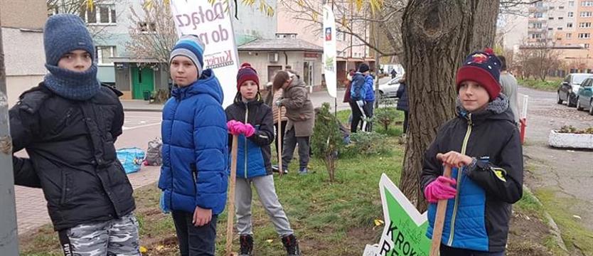 Dodatkowe sadzenie krokusów