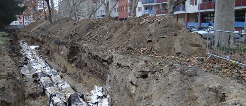 Pomnikowe drzewa bez nadzoru? „Akcja platan” w wersji SEC