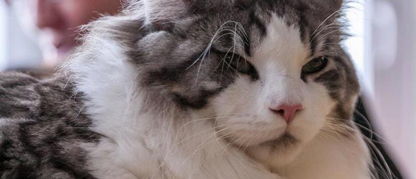 Rasowe futra dla bezdomnych braci. Niedzielny pokaz charytatywny