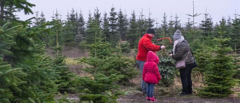 Choinka prosto z plantacji. Legalna i tańsza