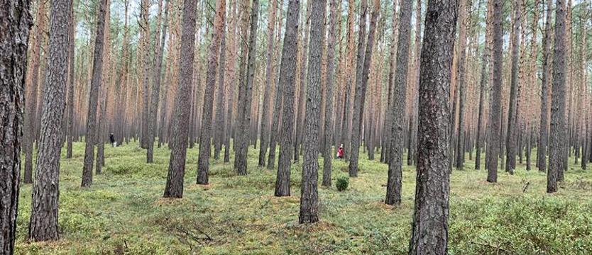 Nocleg w środku lasu. Bushcraft i survival teraz łatwiejsze