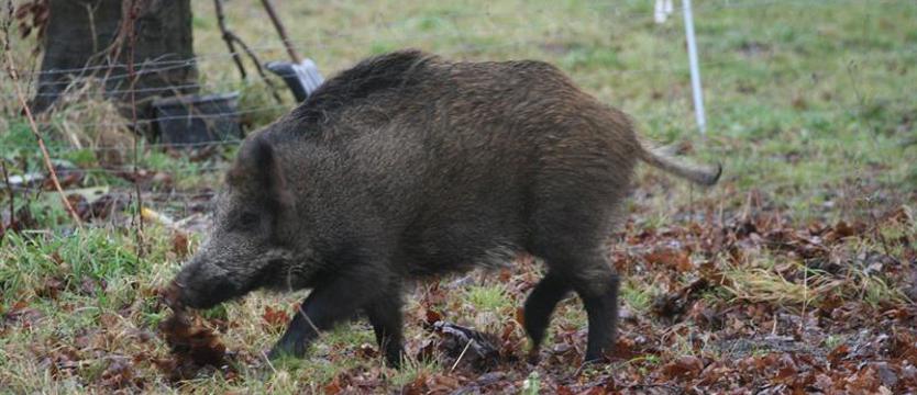 Brandenburgia ustawi płot na granicy z Polską dla ochrony przed ASF