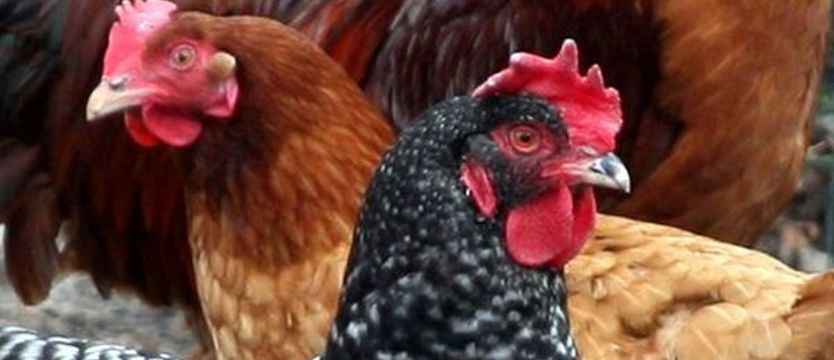 Ognisko ptasiej grypy w Wielkopolsce