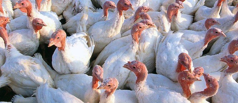 Ptasia grypa na fermie indyków w powiecie myśliborskim