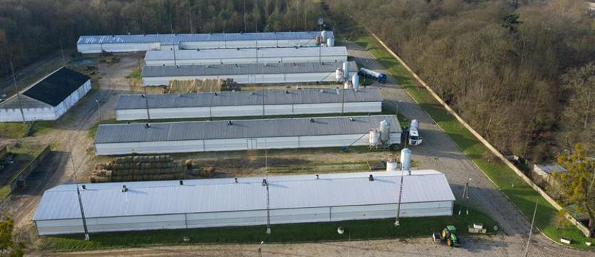 Powiat pod nadzorem służb. Walczą z ptasią grypą