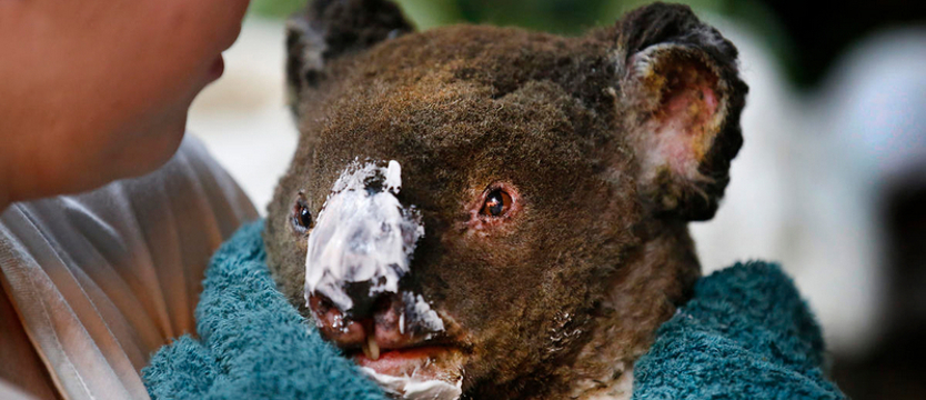 Studenci kynologii zorganizowali charytatywną licytację dla Australii