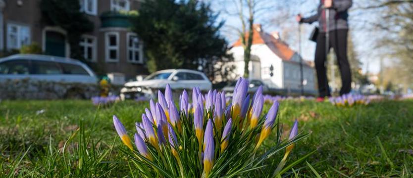 Krokusy w Szczecinie rwą się do kwitnięcia