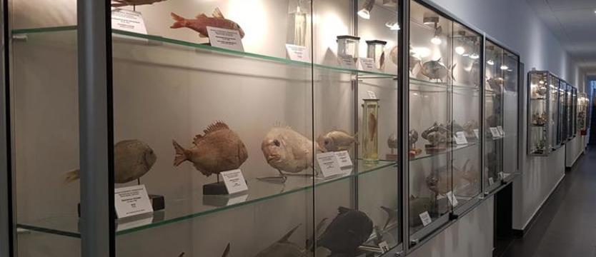Muzeum Ichtiologiczne powstało na ZUT
