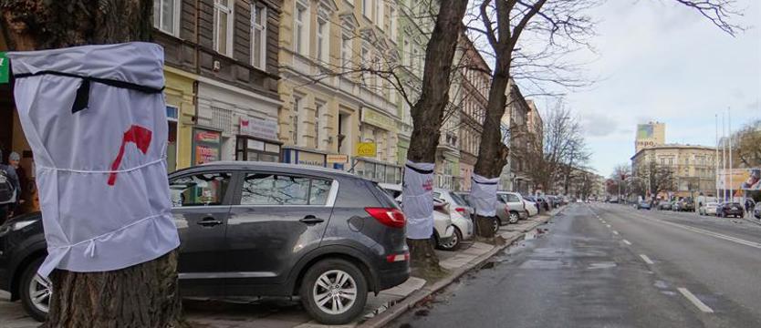 Społeczna Straż Ochrony Zieleni Szczecina walczy o zachowanie drzew w al. Wojska Polskiego