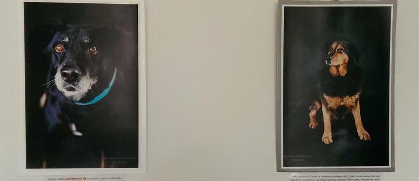 Galeria psiaków w urzędzie