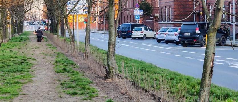 Nowe drzewa i krzewy przy Narutowicza