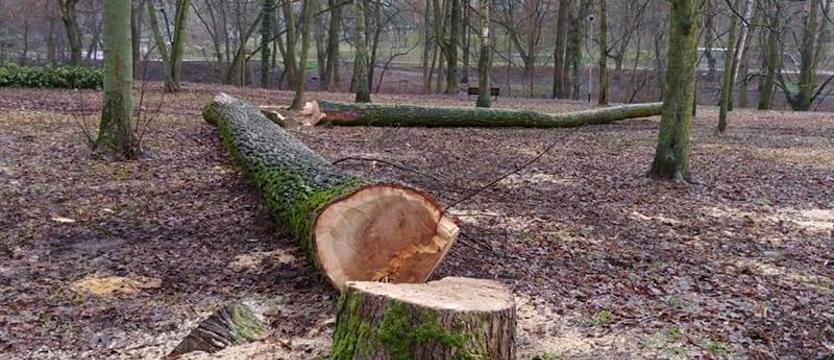Jak jest z (tą) szczecińską zielenią? „Hasła o ochronie środowiska noszone na sztandarach”