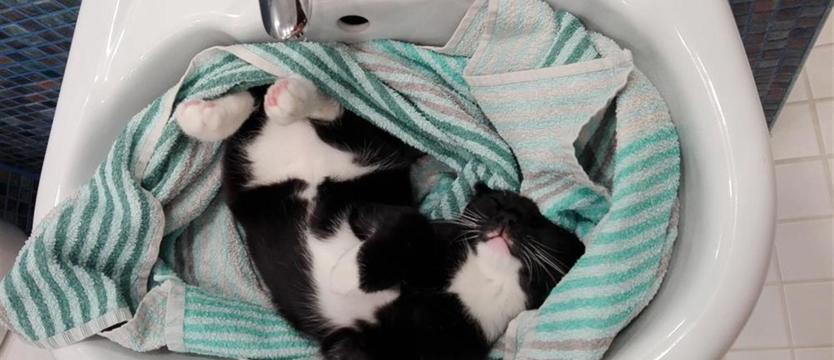 Na Dzień Bezdomnych Zwierząt. Ślijcie zdjęcia przygarniętych pupili