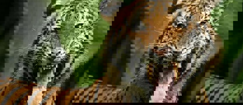 Tygrysica z nowojorskiego zoo zakażona koronawirusem