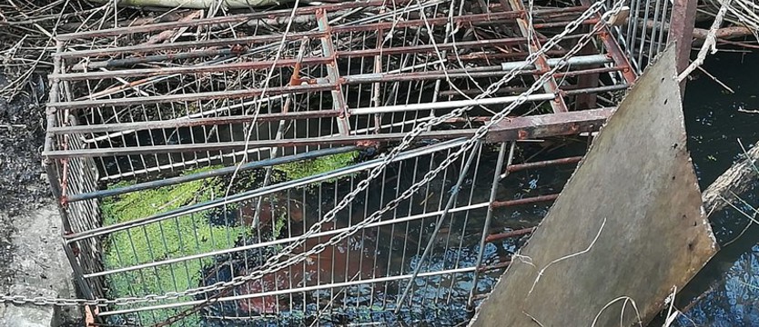 Kłusował na bobry. Grozi mu do 5 lat więzienia