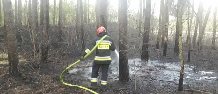 Groźny pożar w miejskim lesie w Dąbiu. Podejrzewają podpalenie