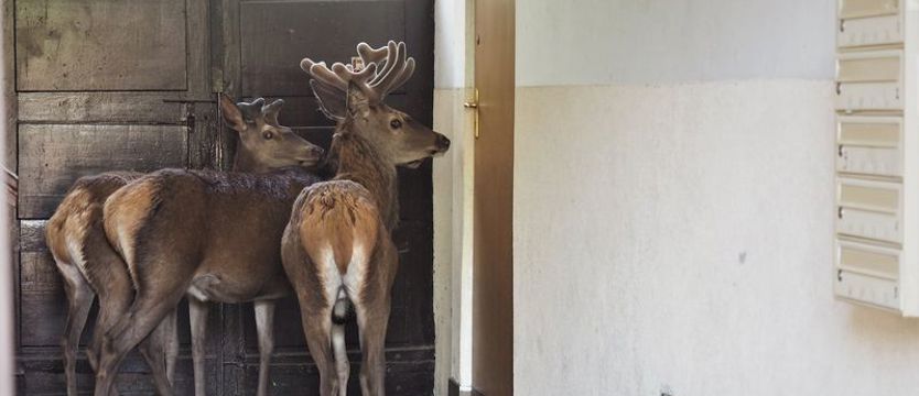 Jelenie weszły na klatkę schodową w Dąbiu