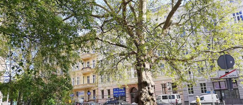 Zagrożona korona? Zielony ślad po „Maciusiu”