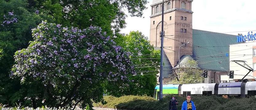 Szczecin (cały) w kwiatach
