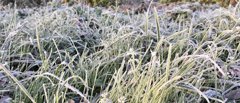 Ostrzeżenie meteorologiczne. W nocy możliwe przymrozki