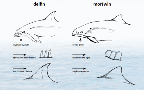 Delfin i morświn