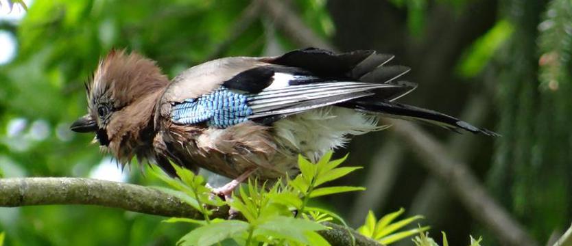 Wiosna i natura