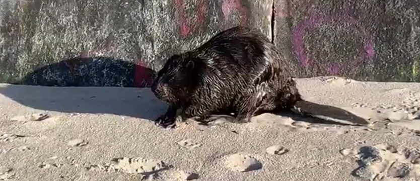 Bóbr na plaży w Niechorzu