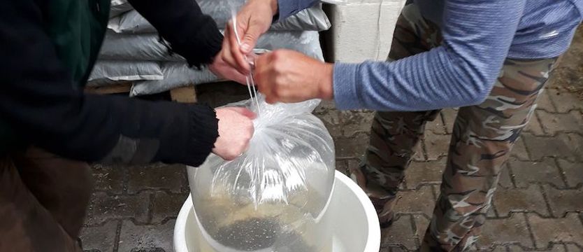 Zarybiamy pstrągami