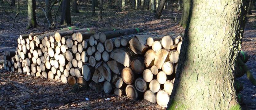 Efekt domina w lasach