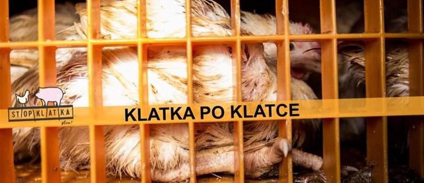 Los zwierząt w przemysłowych farmach. One też czują!