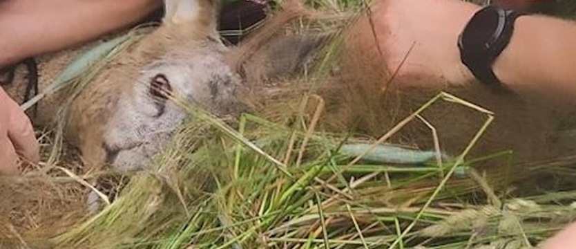 Kolejna uratowana sarna na terenie Nadleśnictwa Gryfice