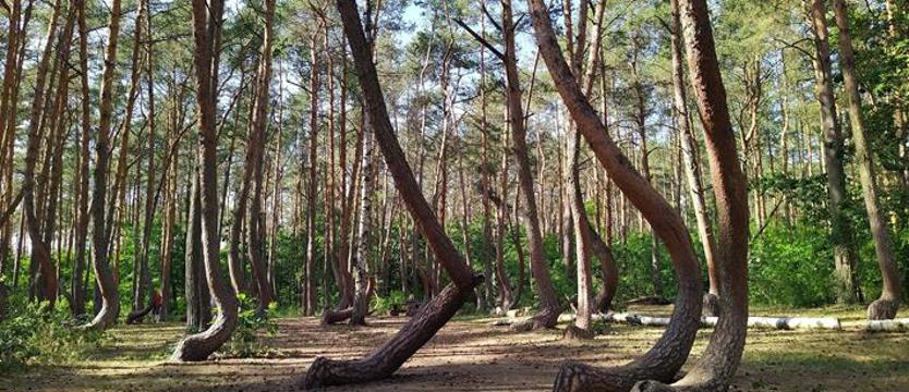 Sprawdzą naturę. Krzywa promocja Gryfina