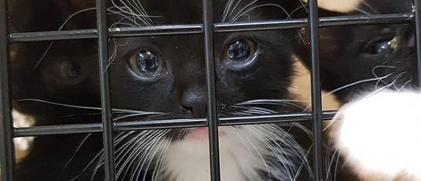 Szczeciński TOZ apeluje o pomoc. Adopcje kotów stanęły