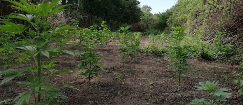 Nielegalna plantacja marihuany pod Szczecinem zlikwidowana
