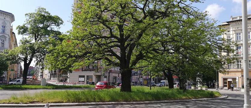 Jaka zieleń w al. Wojska Polskiego w Szczecinie?